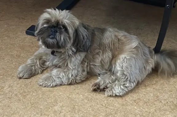 Пропала собака, улица Рунова, Ковров - лохматая коричневая девочка - photo