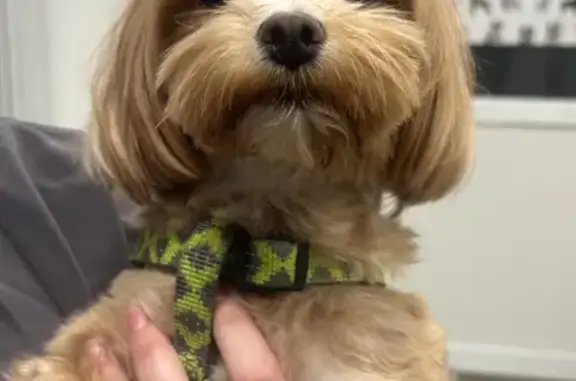 Найдена собака, Калининград, фото: Найдена собака, женский пол, Ростовская улица, 25, Калининград