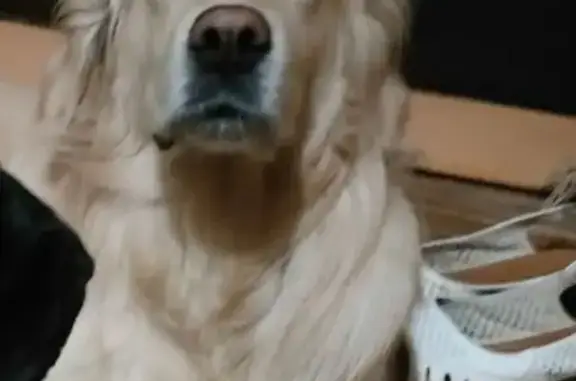 Пропал собака, мужской, Коммунистическая улица, 10, Бугуруслан - photo