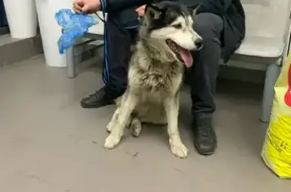 Найдена собака, Красный Крым, фото: Найдена собака, красивая улица, 20, Красный Крым - хаски, девочка