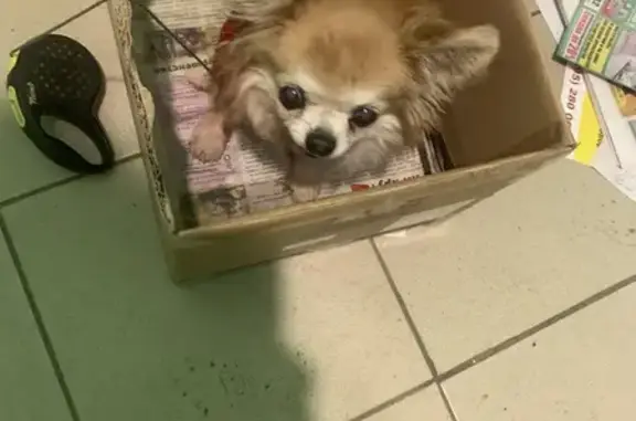 Найденные животные Москва, фото: Найден собака, Вильнюсская улица, 3 к1, Москва - шпиц бело-коричневый в подъезде