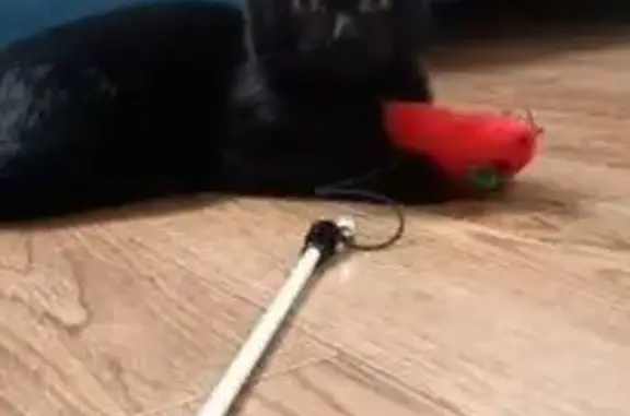 Пропал кот, улица МОПРа, Киров - черный с длинными ушами - photo