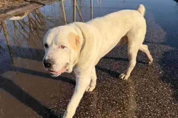 Найденные животные Лигачёво, фото: Найден собака, Деревенская улица, 13, Лигачёво - алабай белый с рыжими пятнами