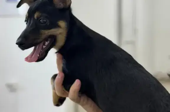 Пропал собака, мужской, Сырзаводская улица, 6, Майма - photo