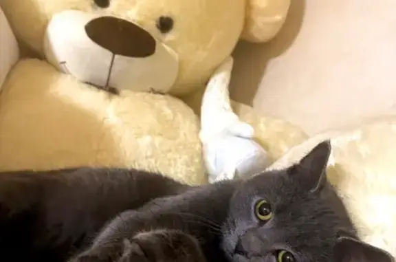 Пропал кот, Озёрная улица, 41, Краснодар - серый мальчик - photo