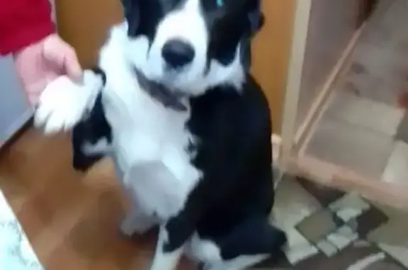 Пропал собака, городской округ Уварово, Тамбовская область - кличка Лорд, прихрамывает - photo