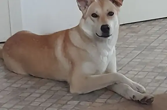 Объявления о пропавших и найденных животных, Сыктывкар, фото: Пропала собака, женский пол, улица Морозова, 190, Сыктывкар