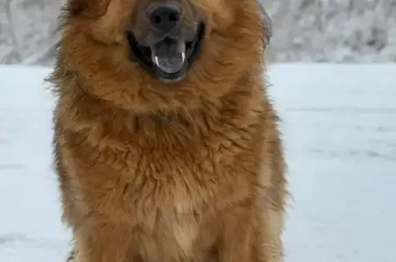 Потерянные животные Новомосковск, фото: Пропала собака, Новомосковск, Тульская область - розово-синий язык