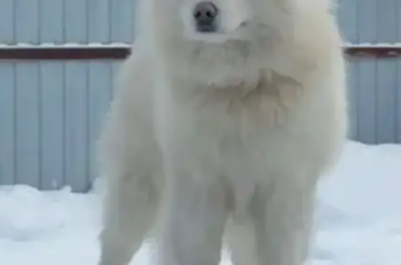 Пропал собака, Першинское сельское поселение, Першинское - крупная порода, белый окрас - photo