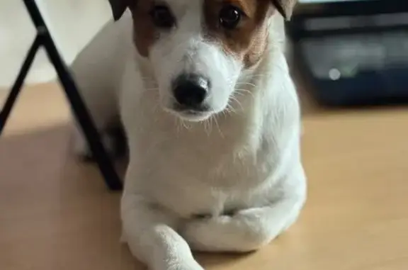 Пропал собака, Пушкинские Горы, Псковская область - photo