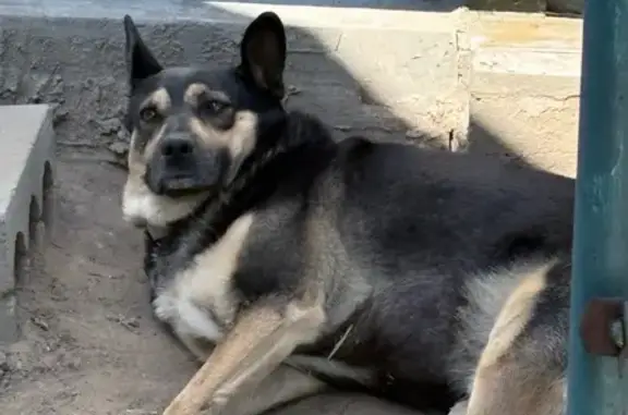 Объявления о пропавших и найденных животных, Волгоград, фото: Пропал собака, Автомагистральная улица, 1Ж, Волгоград - пёс по кличке Рольф