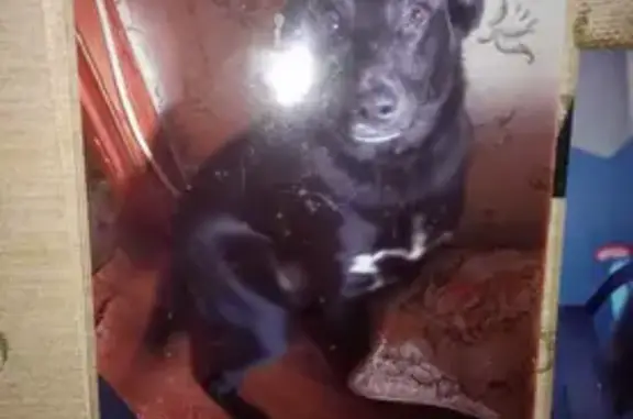 Потерянные животные Фрязино, фото: Пропал собака, улица Барские Пруды, 11А, Фрязино - большой чёрный с белым пятном на груди