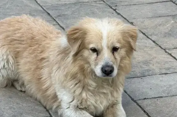 Объявления о пропавших и найденных животных, Краснодар, фото: Найден собака, Совхозная улица, 1 к2, Краснодар - бегает на территории ЖК седьмой континент