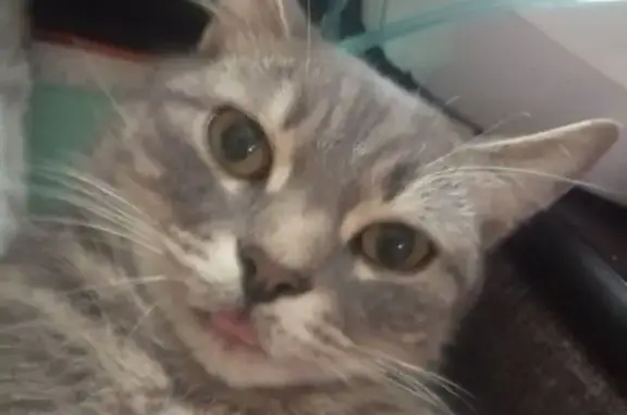 Пропала кошка, улица Краснова, 119, городской округ Пенза - photo