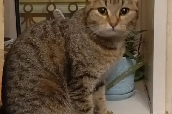 Найдена кошка, Санкт-Петербург, фото: Найдена кошка, Английский проспект, 40, Санкт-Петербург - спокойная и ласковая