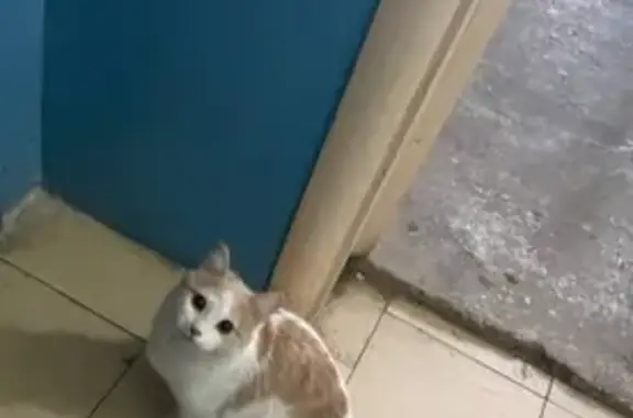 Объявления о пропавших и найденных животных, Саранск, фото: Найден кот, Саранск, Мордовия - брыжей с белым месяцев 5,6