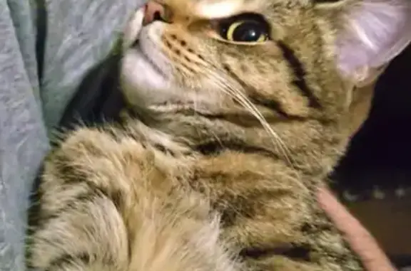 Найденные животные Томск, фото: Найдена кошка, проспект Ленина, 82А, Томск - коричневая полосатая