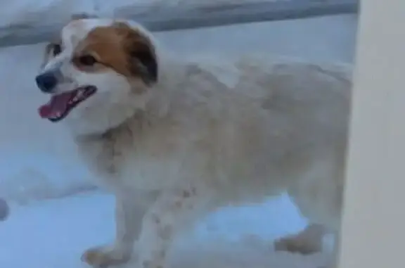 Пропала собака, Пионерский проезд, 1, Щёкино - бело-рыжая с ошейником - photo