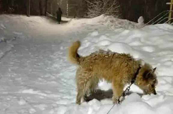 Объявления о пропавших и найденных животных, Йошкар-Ола, фото: Пропала собака, мужской, улица 40 лет Октября, 1/49, Йошкар-Ола - тёмно зелёный ошейник