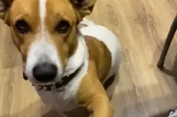 Пропал собака, улица Гастелло, 5, Волгоград - смесь дворняги и джек рассела - photo