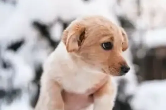 Пропала собака, женский пол, улица Бережок, Ивантеевка - photo