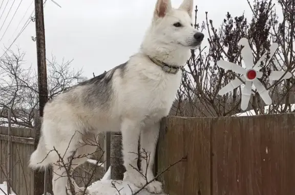 Найдена собака, Самсоновское, фото: Найден собака, 34Н-1, Самсоновское сельское поселение - щенок с белым окрасом и серой спинкой