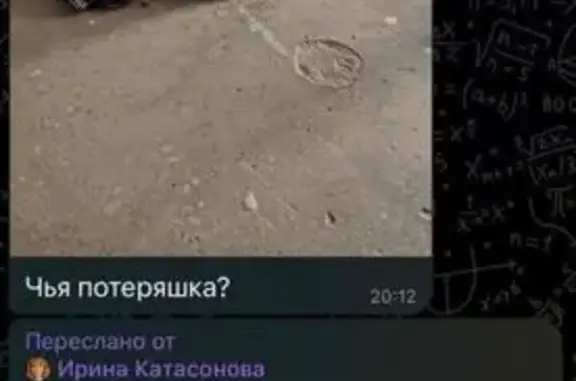 Найденные животные Челябинск, фото: Найдена собака, улица Братьев Кашириных, 105А, Челябинск - тёмный шерсть, комбинезон