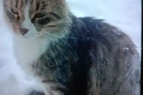 Пропал кот, улица Ярославского, 9, городской округ Ижевск - полосатый, похож на енота - photo