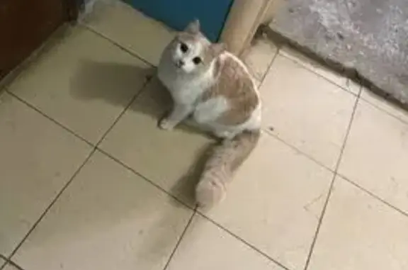 Объявления о пропавших и найденных животных, Саранск, фото: Найдена кошка, Солнечная улица, 5 к1, Саранск - белая с персиковым