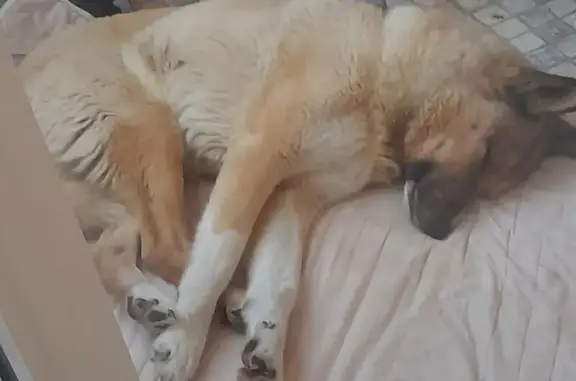 Объявления о пропавших и найденных животных, Сыктывкар, фото: Пропал собака, улица Морозова, 190, Сыктывкар - рыжий крупный кобель