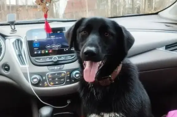 Пропала собака, девочка, 10-я аллея, Мгинское городское поселение - photo