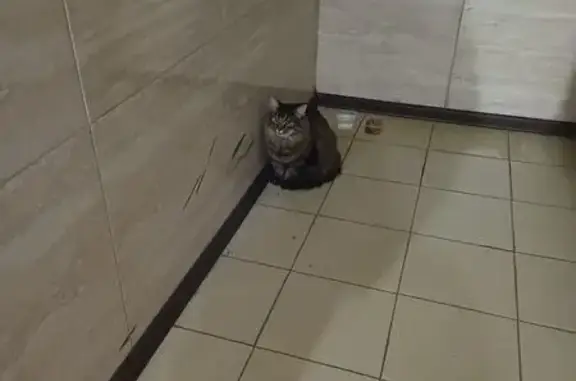 Найдена кошка, Санкт-Петербург, фото: Найдена кошка, Красносельское шоссе, 54 к2, Санкт-Петербург - крупная и пушистая