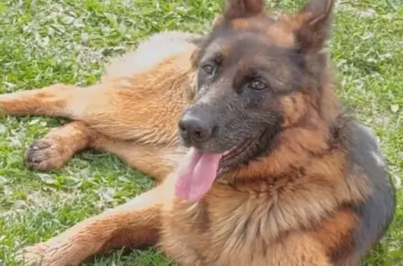 Потерянные животные Чебоксары, фото: Пропала собака, Сельская улица, 35, Чебоксары - немецкая овчарка
