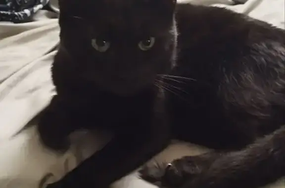 Объявления о пропавших и найденных животных, Смоленск, фото: Найден кот, улица Николаева, 34, городской округ Смоленск - чёрный, добрый, не боится людей