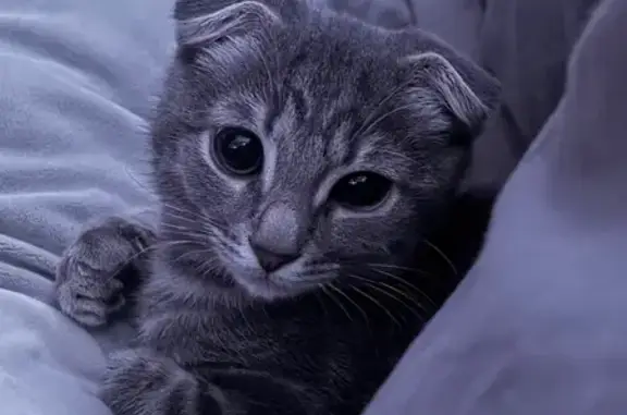 Потерянные животные Камышин, фото: Пропал кот, Волгоградская улица, 25, Камышин - с ошейником и колокольчиком