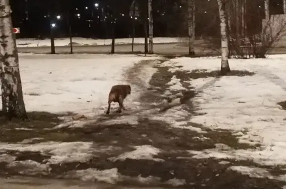 Найдена собака, Санкт-Петербург, фото: Найдена собака, Санкт-Петербург - коричневый ошейник с шипами