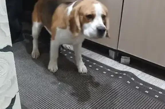 Найдена собака, Астрахань, фото: Найдена собака, улица Николая Островского, 76А, Астрахань - американский бигль, чипированная