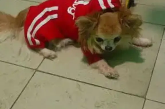 Найденные животные Москва, фото: Найден собака, Вильнюсская улица, 3 к1, Москва - рыжий, в красном костюме