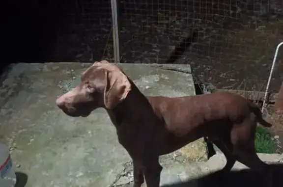 Найдена собака, Куток, фото: Найдена собака, Большая Садовая улица, Куток - умный и добрый кобель