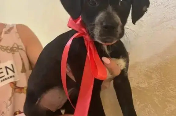 Объявления о пропавших и найденных животных, Краснодар, фото: Найдена собака женский, Краснодар, Краснодарский край - черный щенок