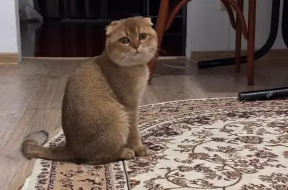 Потерянные животные Махачкала, фото: Пропал кот, улица 26-ти Бакинских Комиссаров, Семендер - золотой окрас, почти 2 года