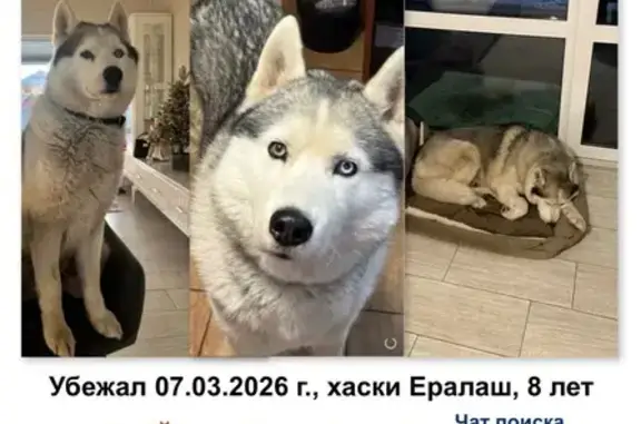 Пропал собака, Бронницы, Московская область - хаски Ералаш, 8 лет - photo
