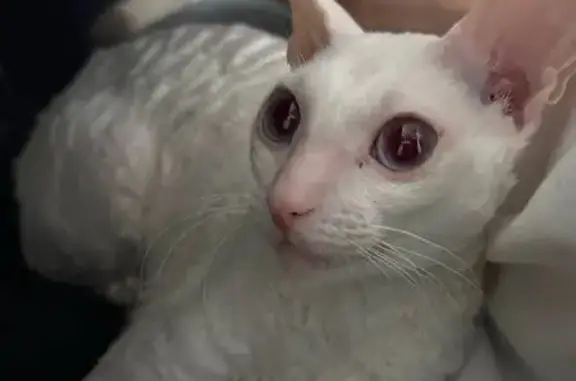 Пропала кошка, улица Куйбышева, 68, Калининград - белая с голубыми глазами - photo