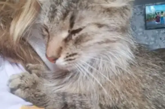 Найденные животные Нижний Новгород, фото: Найдена кошка, улица Дьяконова, 15Б, Нижний Новгород - очень худая, домашняя