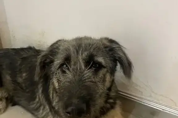 Найденные животные Ростов-на-Дону, фото: Найдена собака, Комсомольская площадь, Ростов-на-Дону