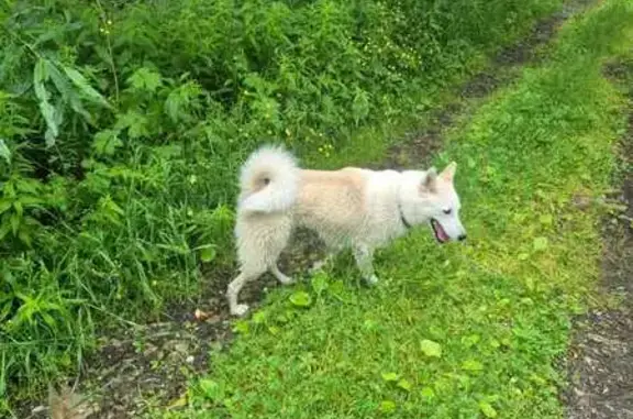 Пропала собака, женский пол, Зимняя тропа, Ухта - белый с серым - photo