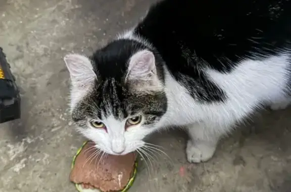 Найдена кошка, Хабаровск, фото: Найдена кошка, Шимановская улица, 5, Хабаровск