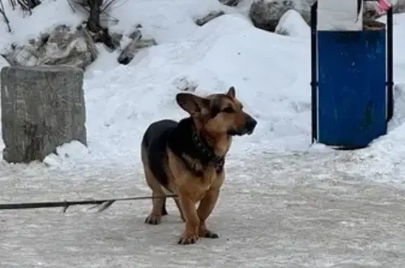 Объявления о пропавших и найденных животных, Челябинск, фото: Найдена собака, улица Первой Пятилетки, Челябинск - спокойная, домашняя