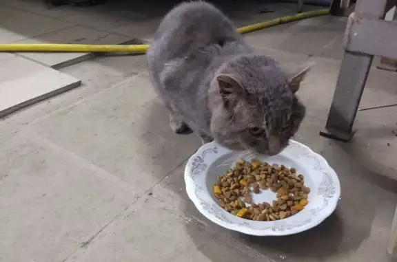 Найденные животные комбината стройматериалов-1, фото: Найден кот, посёлок комбината стройматериалов-1, Московская область - серый с ошейником