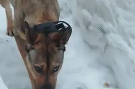 Найденные животные Кратово, фото: Найдена собака, улица Железнодорожная, Кратово - девочка, примерно 2 года